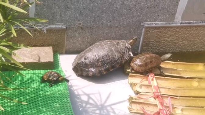 超大的日石杂花龟入住改造好的池子