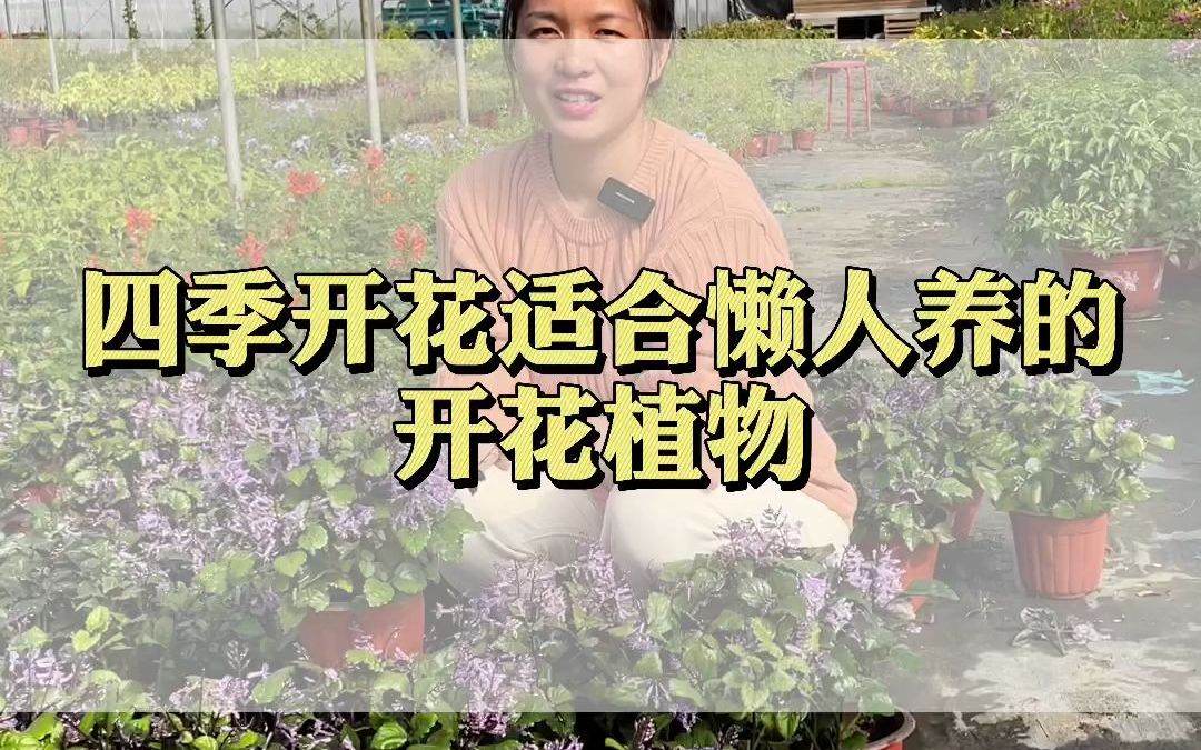 四季开花且低维护的花卉推荐哔哩哔哩bilibili