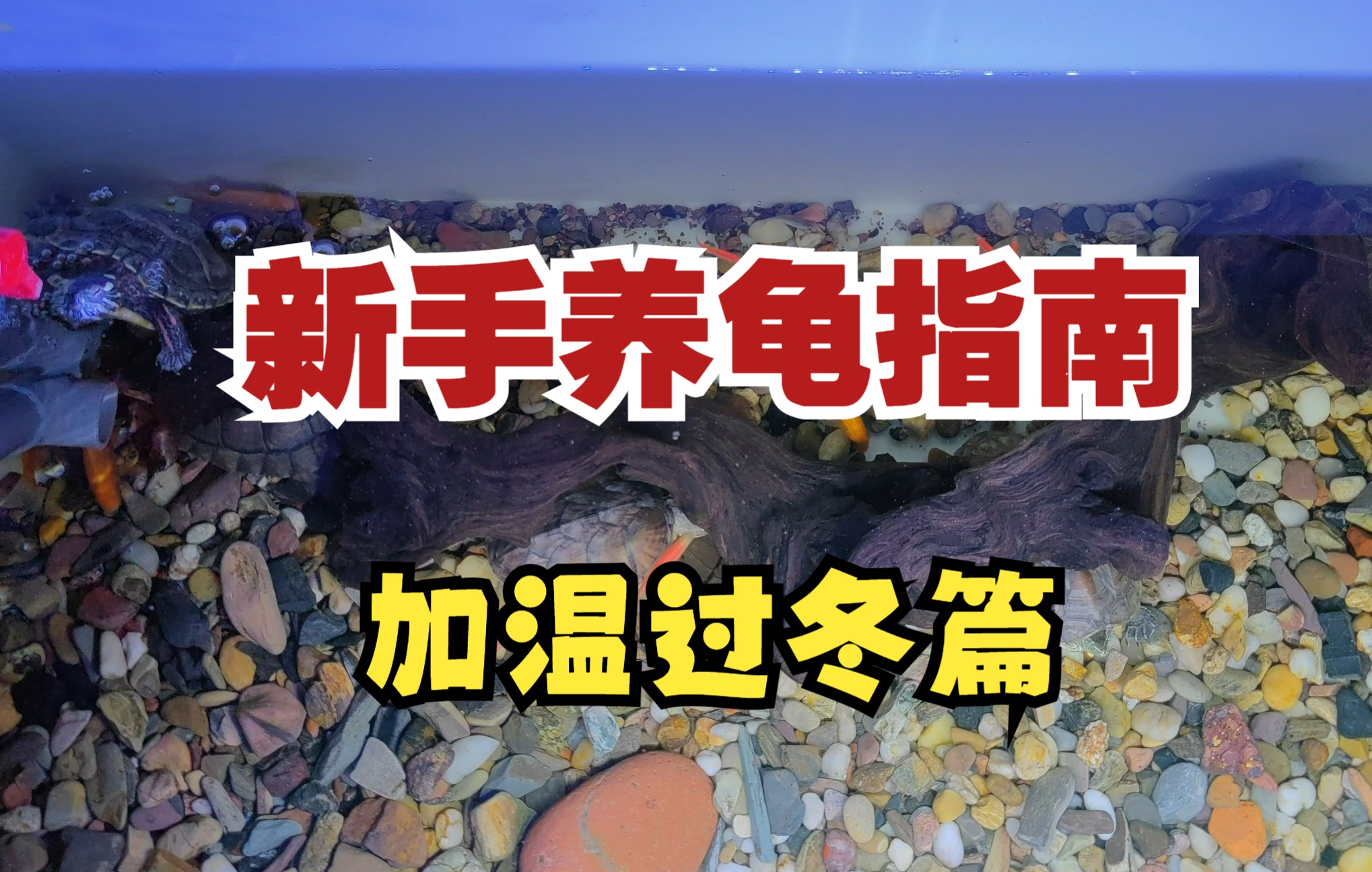 【新手养龟指南】加温过冬篇.冬天养龟应该怎么加温过冬?哔哩哔哩bilibili