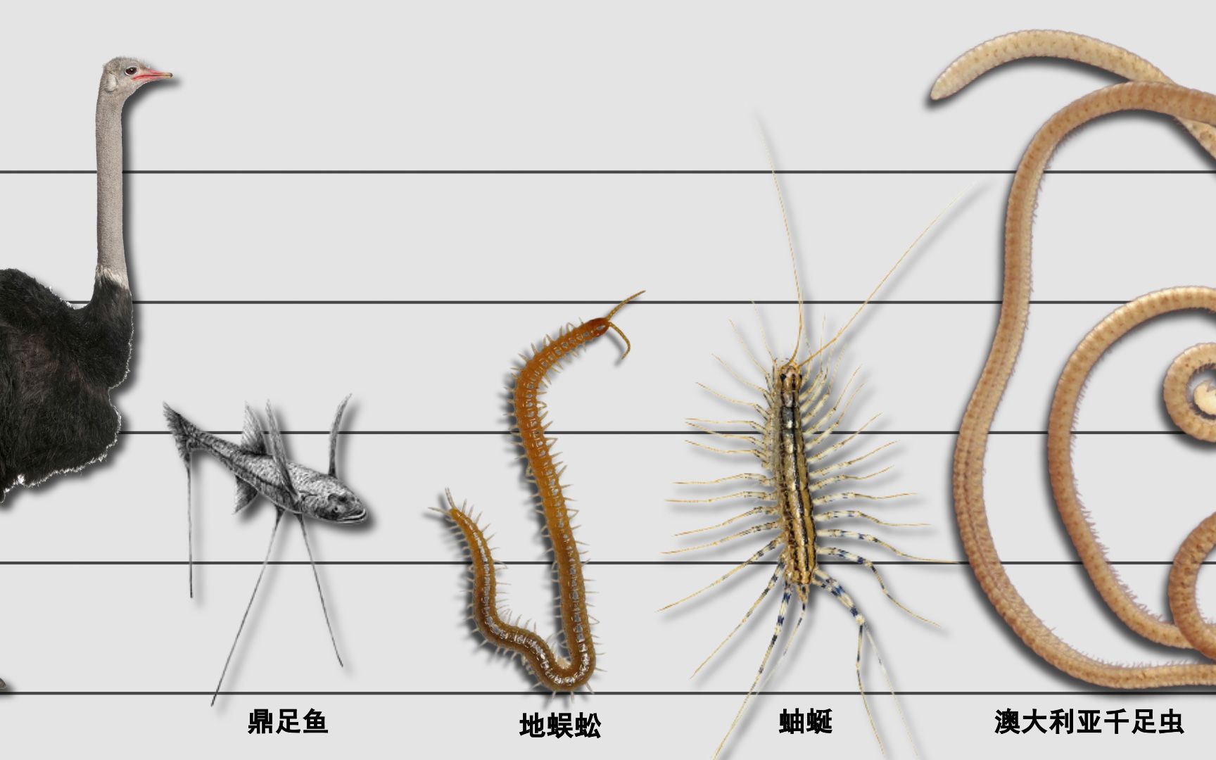 [图]腿最多的动物