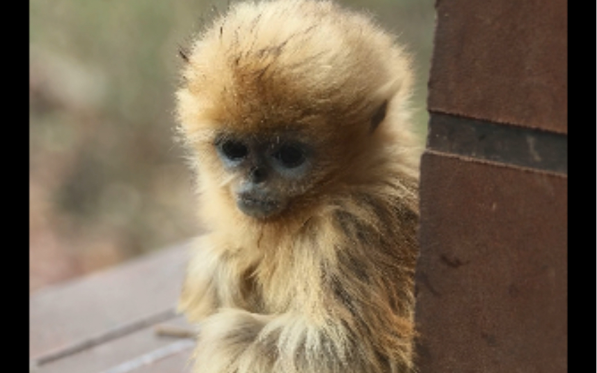 金丝猴瑞瑞在线摇猴 委屈宝嘴巴撅老高