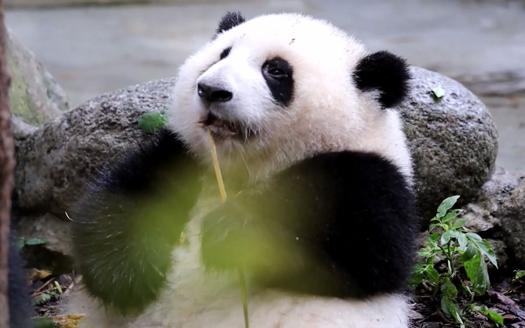 花花:好饿啊,我要吃十斤空气!
