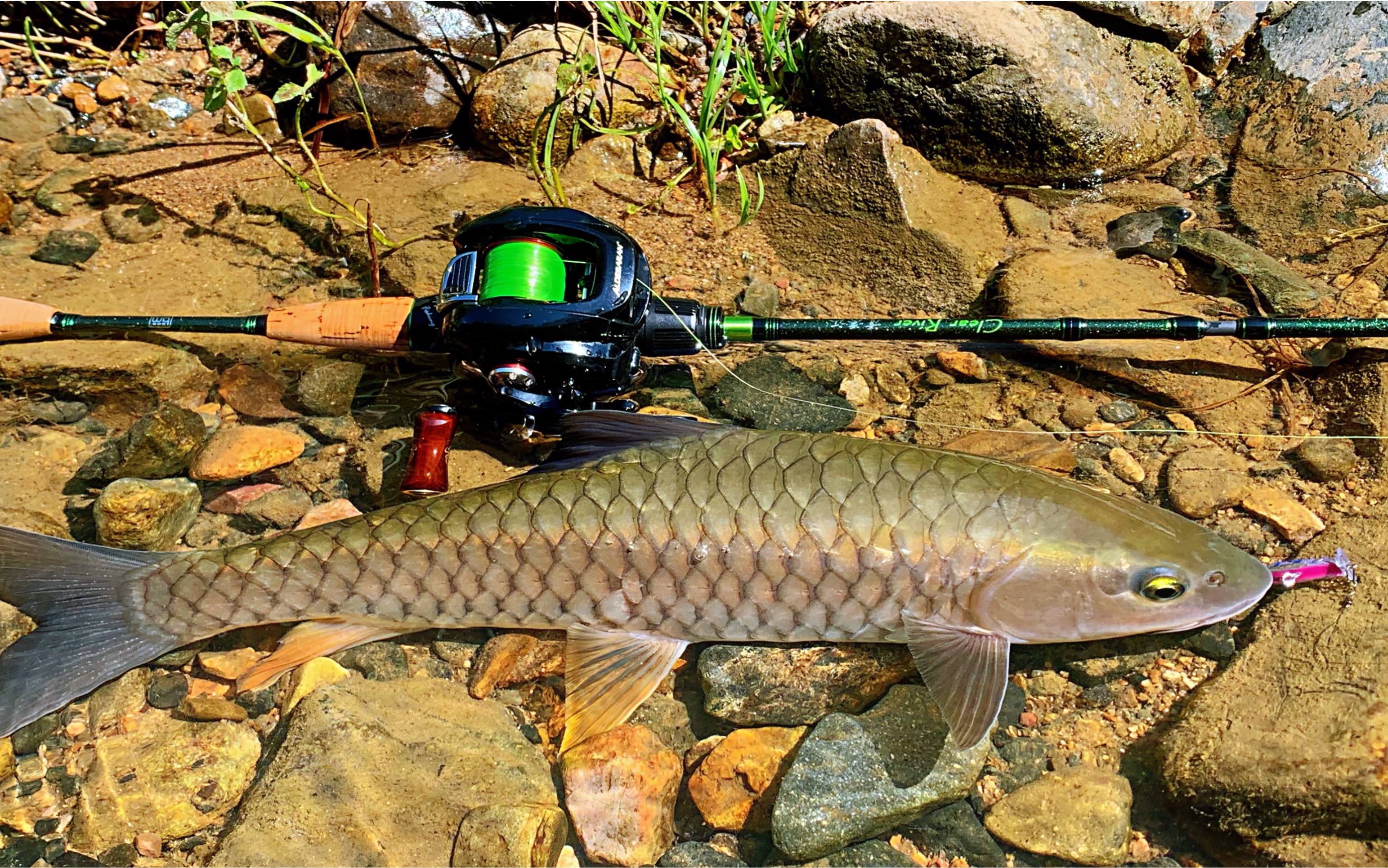 蓝旗鱼微物竿清溪江,深山溪流,军鱼这么喜欢mini呛水和麦穗鱼!