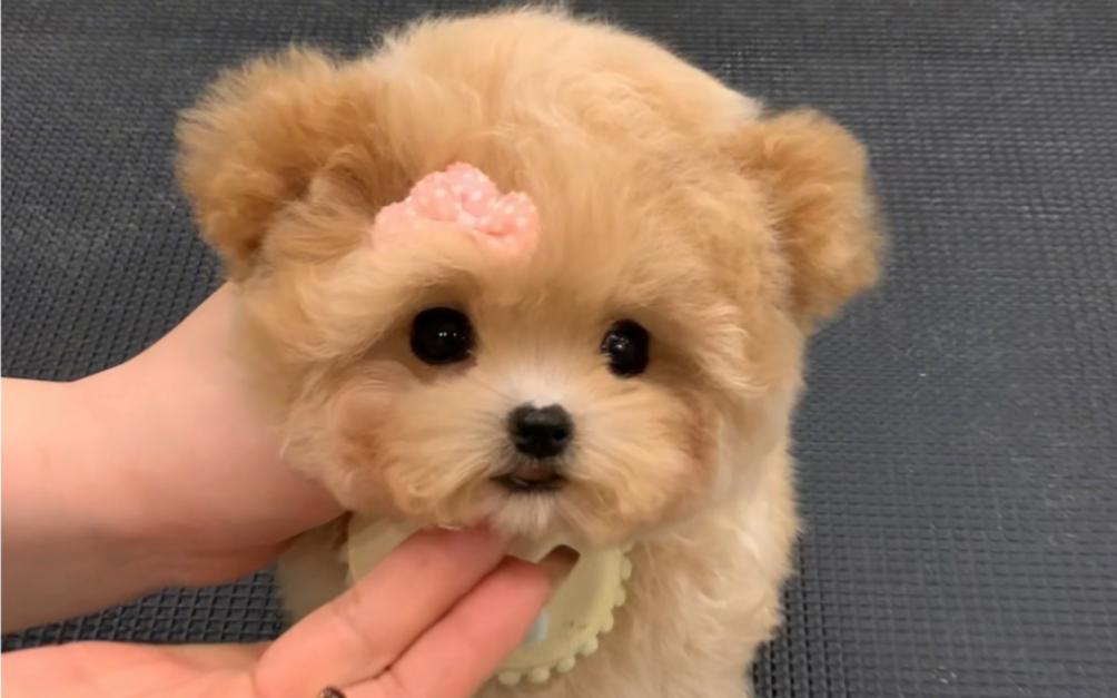为北京的一对情侣粉丝挑选了一只超级可爱的泰迪熊,这只小狗狗一看