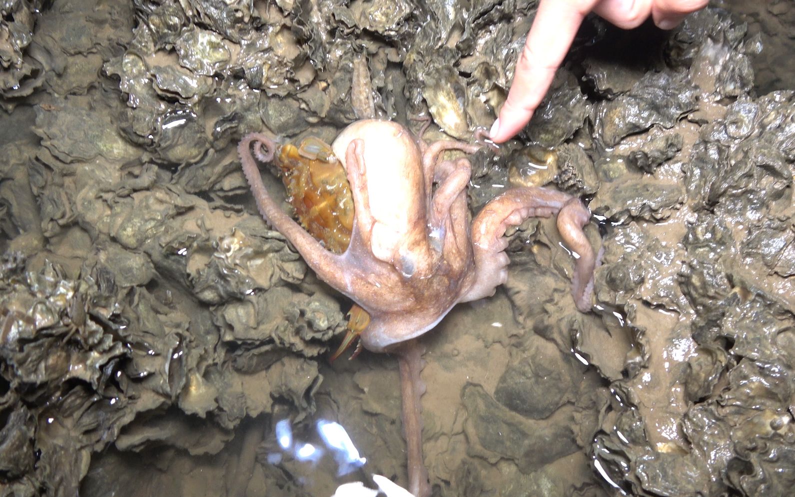 八爪鱼榨干了螃蟹,身体掏空后盘着它行走,刚要跑就被大梅抓走!