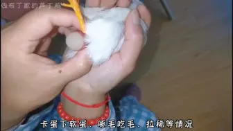 Télécharger la video: 【芦丁鸡】芦丁鸡没有公鸡还能下蛋吗？