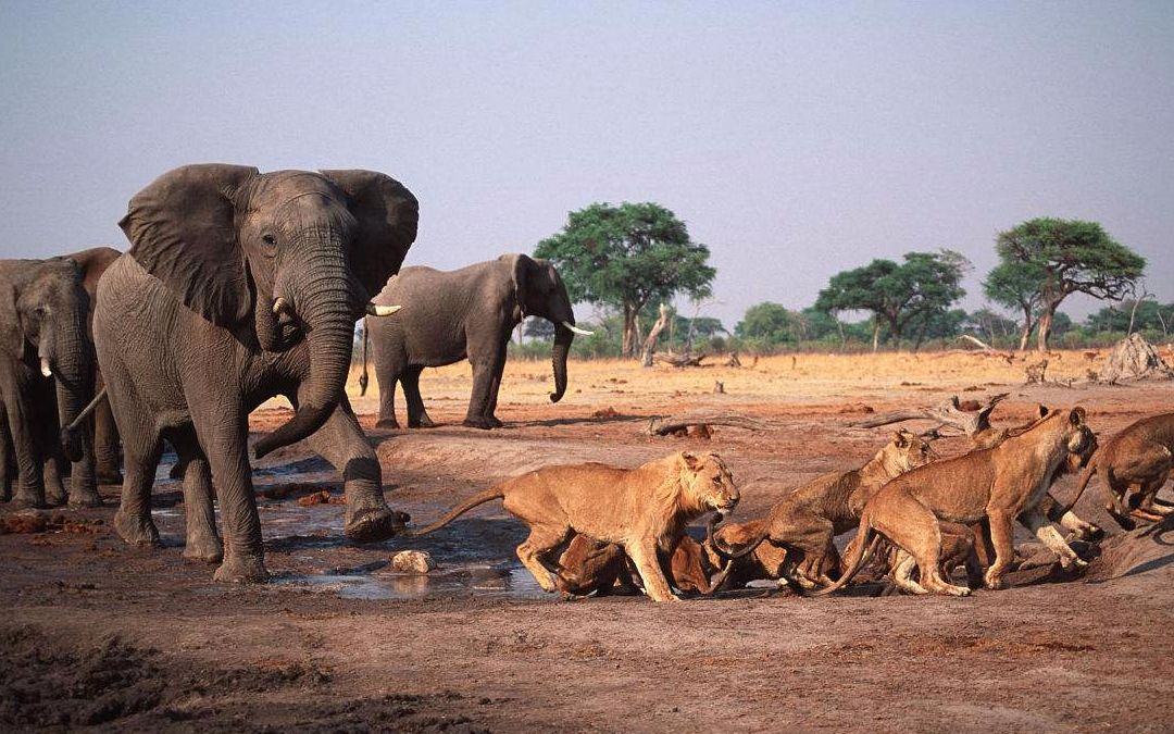 一群狮子挑衅一群大象,本以为会是一场决斗,结果狮子怂了!
