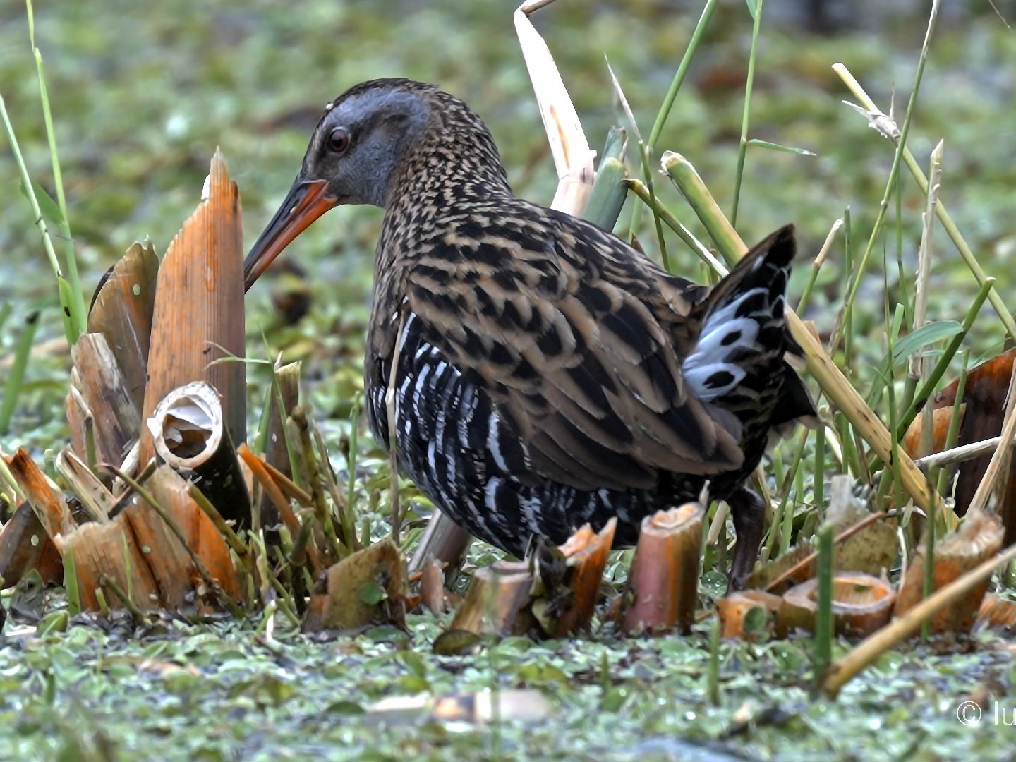 普通秧鸡(剪裁大头贴版)
