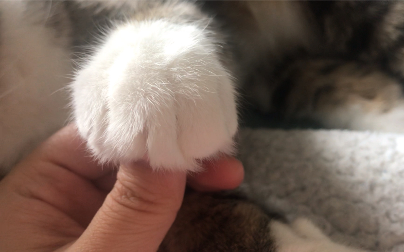 狸花猫来福学习握手第一步熟悉他的白手套和粉爪爪