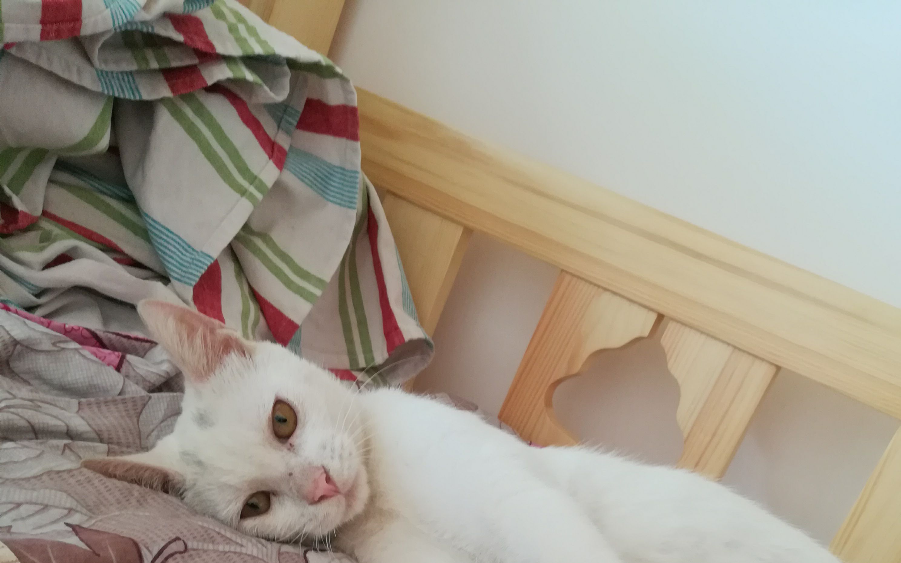 刚睡醒的样子好软萌