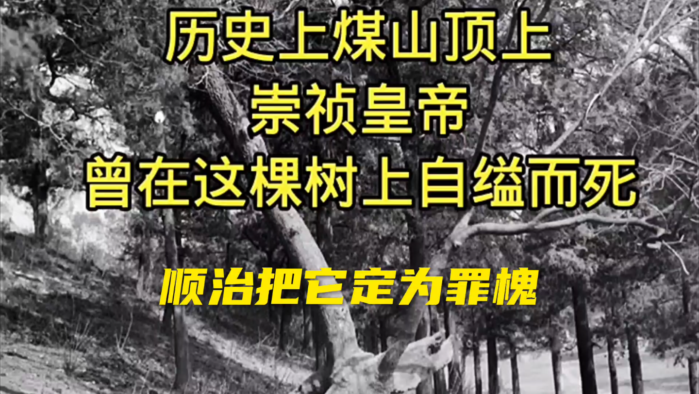 [图]北京煤山罪槐：这是北京煤山顶上真实吊死崇祯的那棵歪脖树。像是在诉说着那段心酸的历史。之所以把这棵槐树称为“罪槐”，是因为明朝的末代皇帝—崇祯曾在这棵树上自缢而s