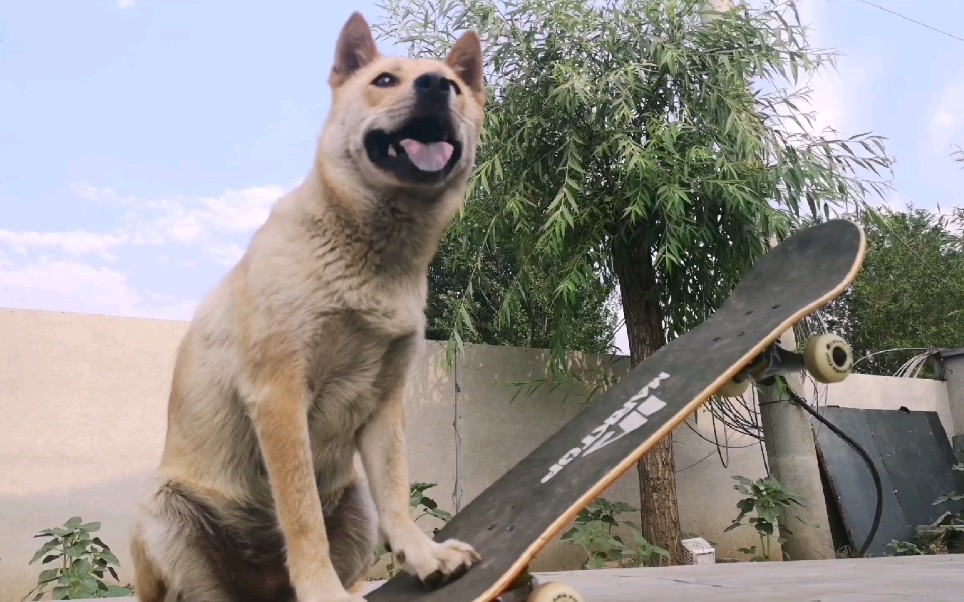 中华田园犬大黄第一次划滑板,我也是第一次开头入镜.哈哈,一起来看大黄最帅出镜.哔哩哔哩bilibili