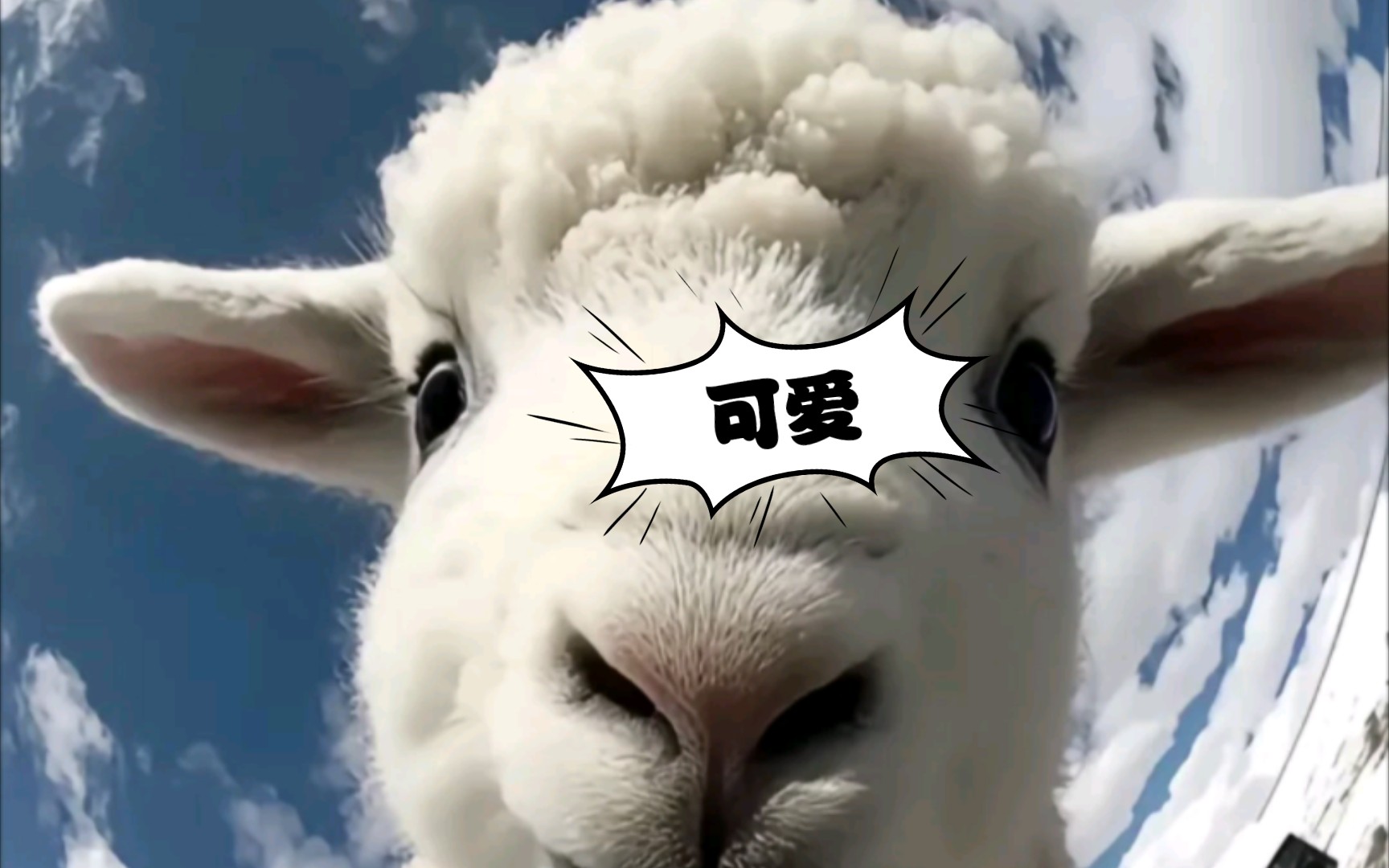 可爱动物怼脸拍照