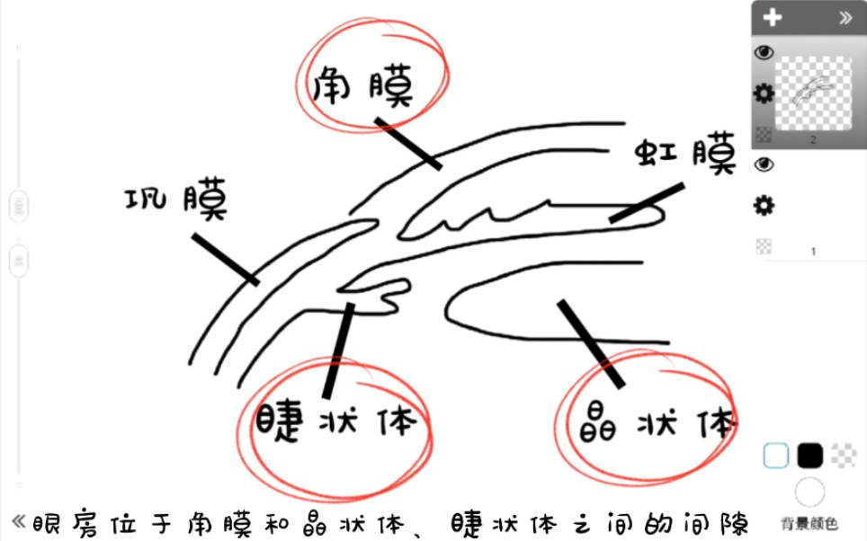 【三分钟学解剖】系统解剖学视器 眼球内容物哔哩哔哩bilibili