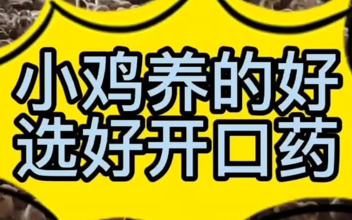 小鸡怎样养才长得快小鸡怎样喂养成活率高小鸡吃什么长的快哔哩哔哩bilibili