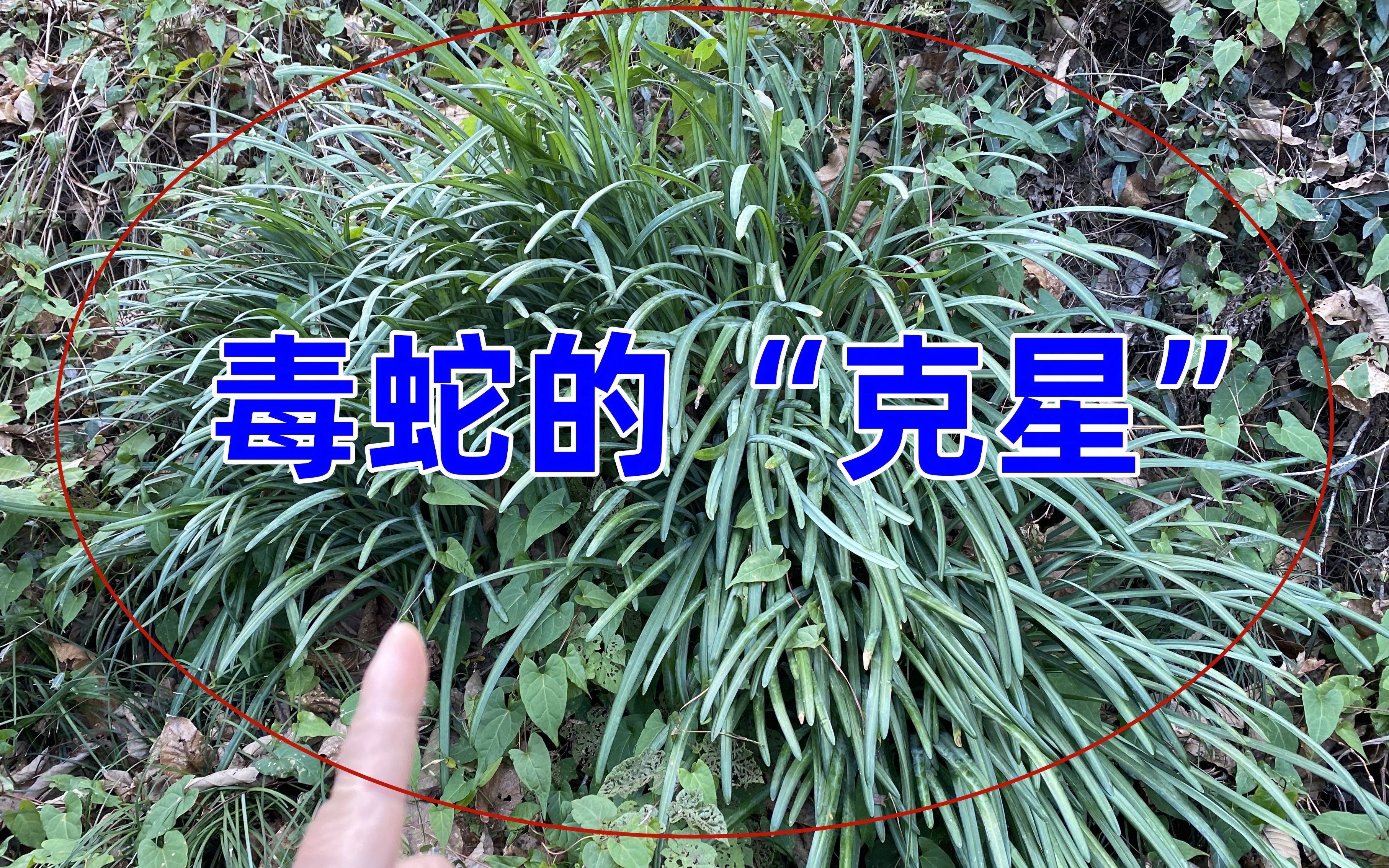 80岁爷爷挖到一个蛇窝,幸好认识农村毒蛇的"克星",才化险为夷