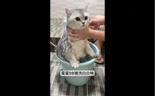 Download Video: 蛋蛋BB猪洗白白咯