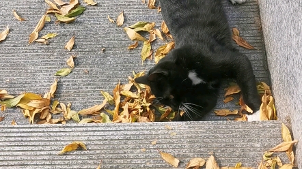 [图]小猫猫抓不到落叶