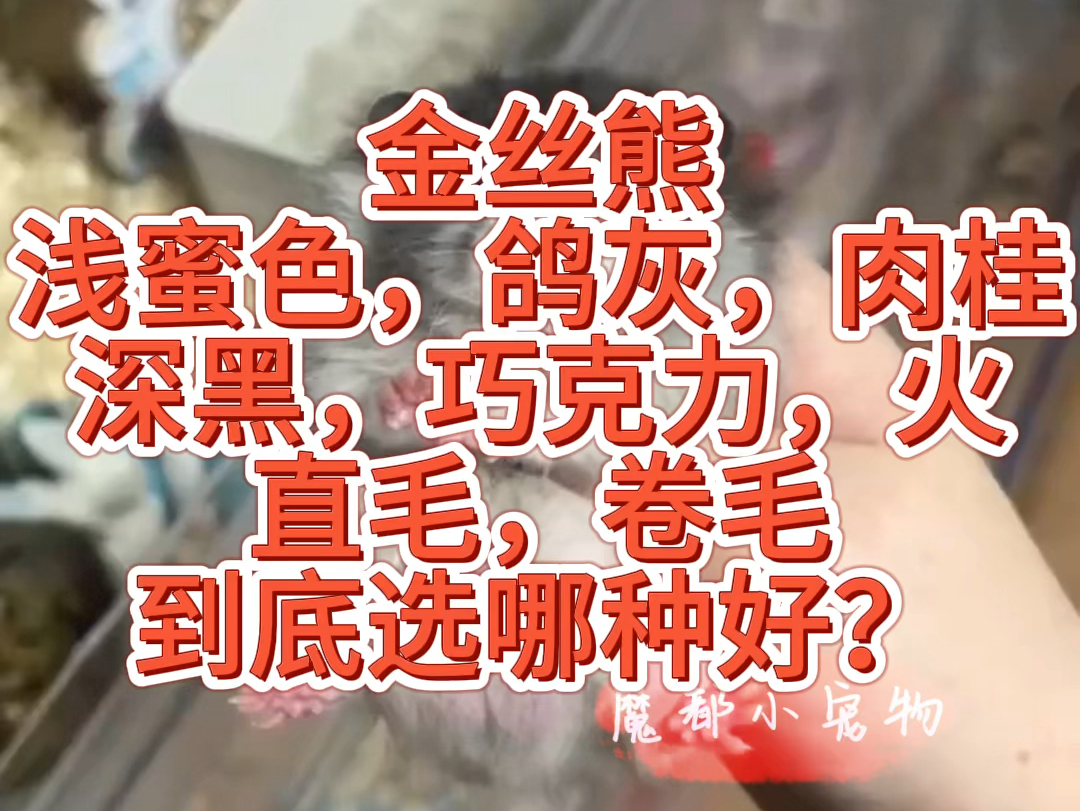 怎么样挑选仓鼠金丝熊长毛黑波利卷毛密波利肉桂鸽灰火波利?金丝熊仓鼠小朋友学生可爱宠物容易养熊舍 虹桥火车站 出熊线下长毛卷毛仓鼠进口波利纹 上...