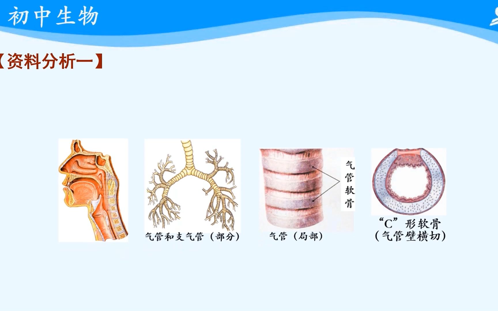 [图]七年级生物（人教版）云课堂下册8呼吸道对空气的处理