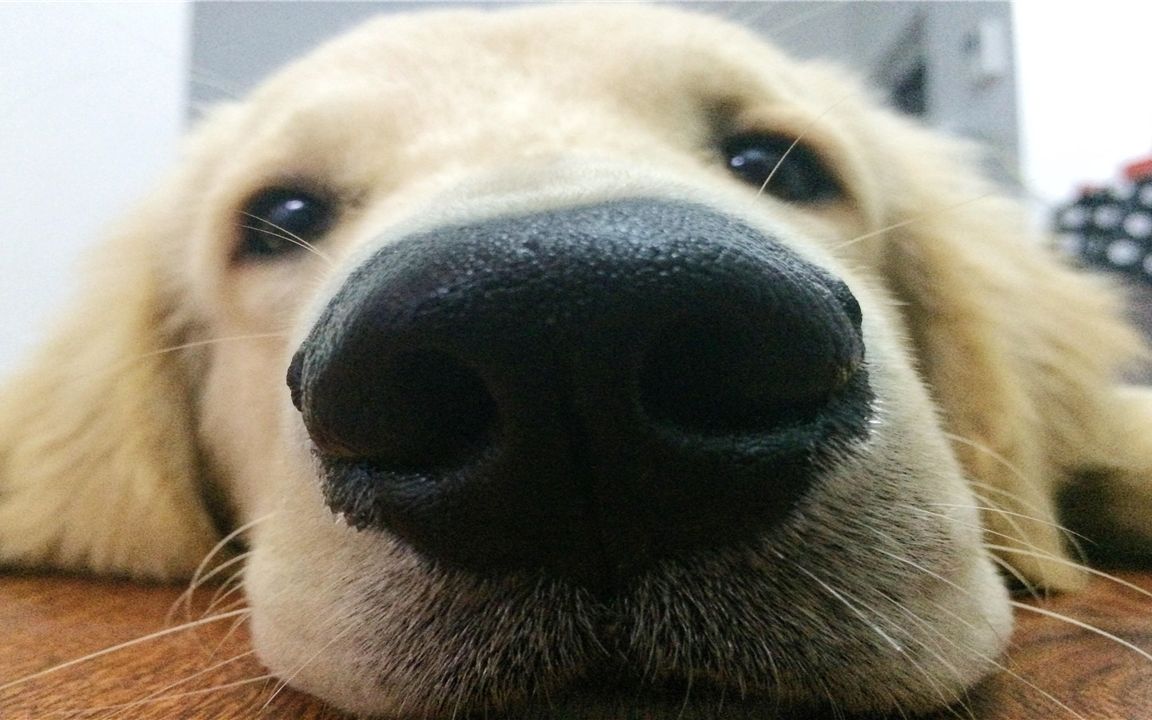 为啥人们把嗅觉灵敏称为"狗鼻子"?狗嗅觉有多强大?看完懂了!