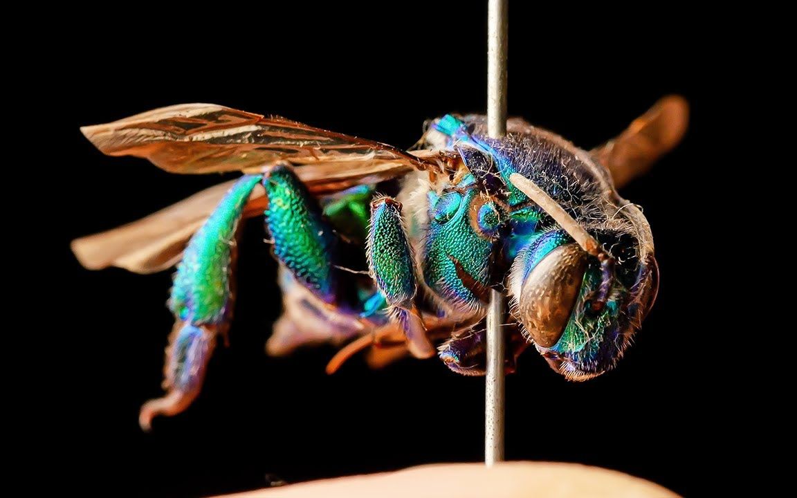 【手工】在显微镜下观察我 100 岁的绿色兰花蜜蜂