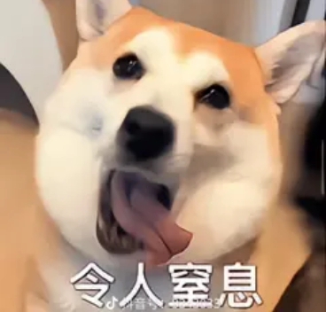 柴犬金十月表情包 令人窒息