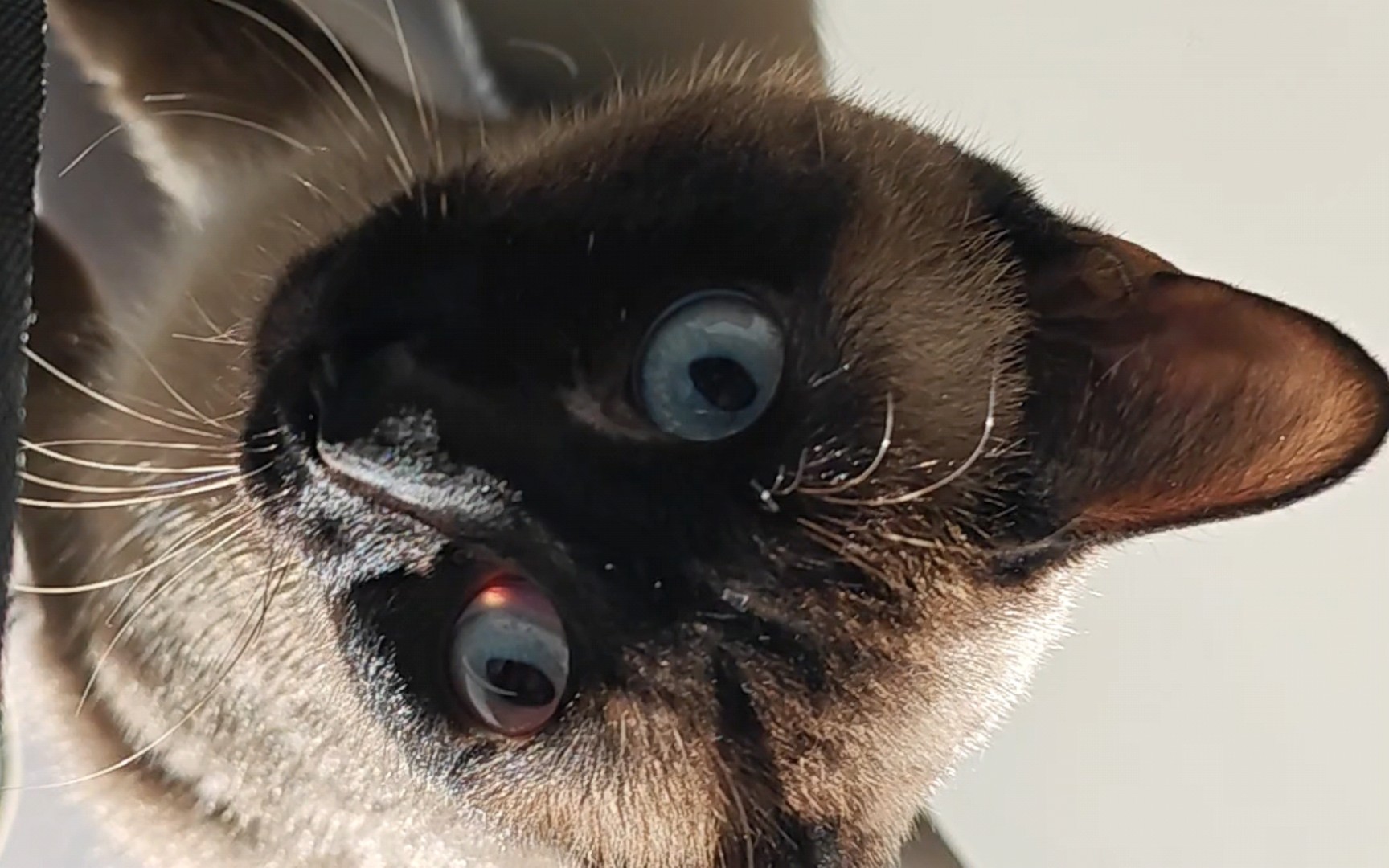 充满好奇的大眼睛