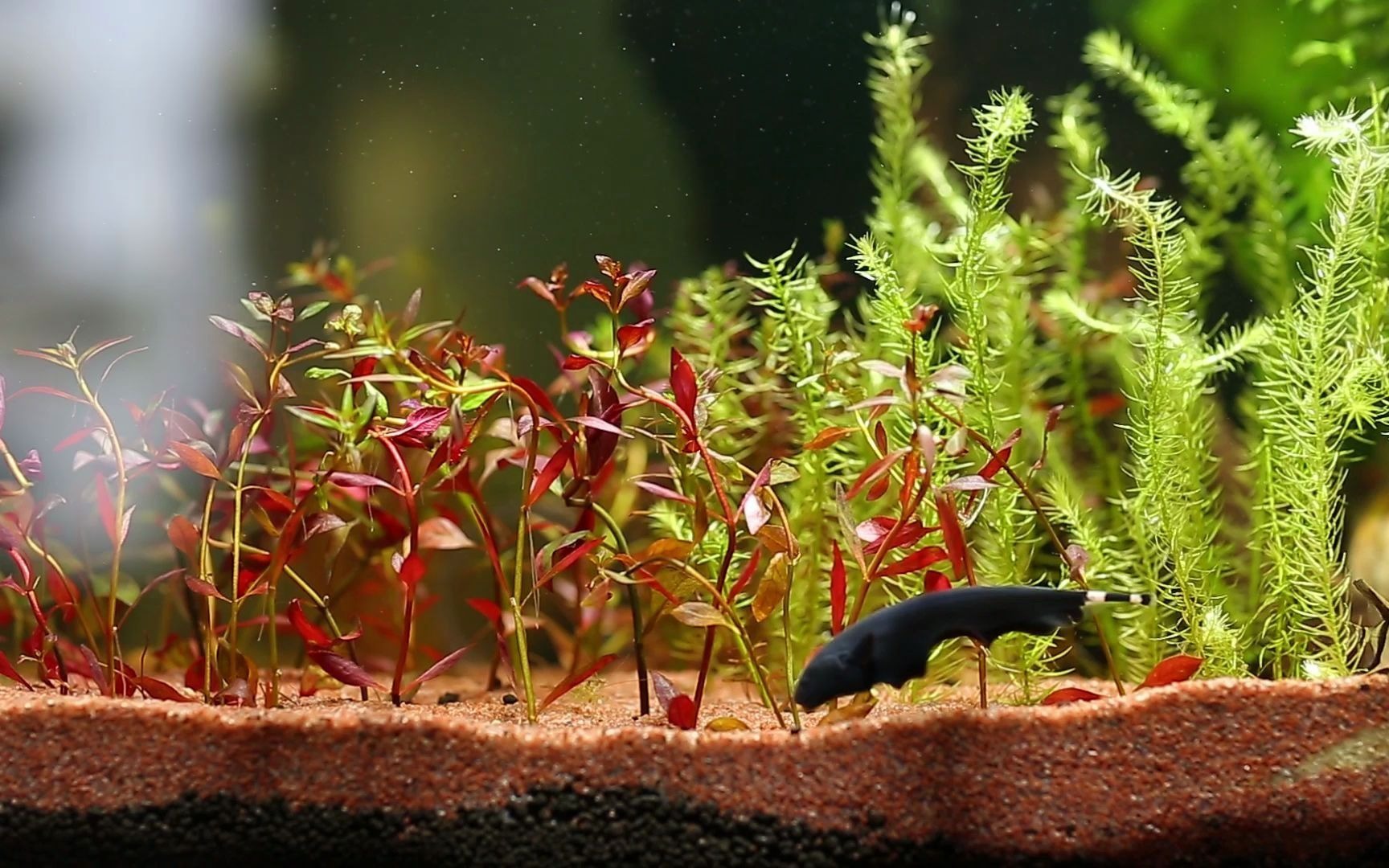 活动  黑羽毛 魔鬼刀