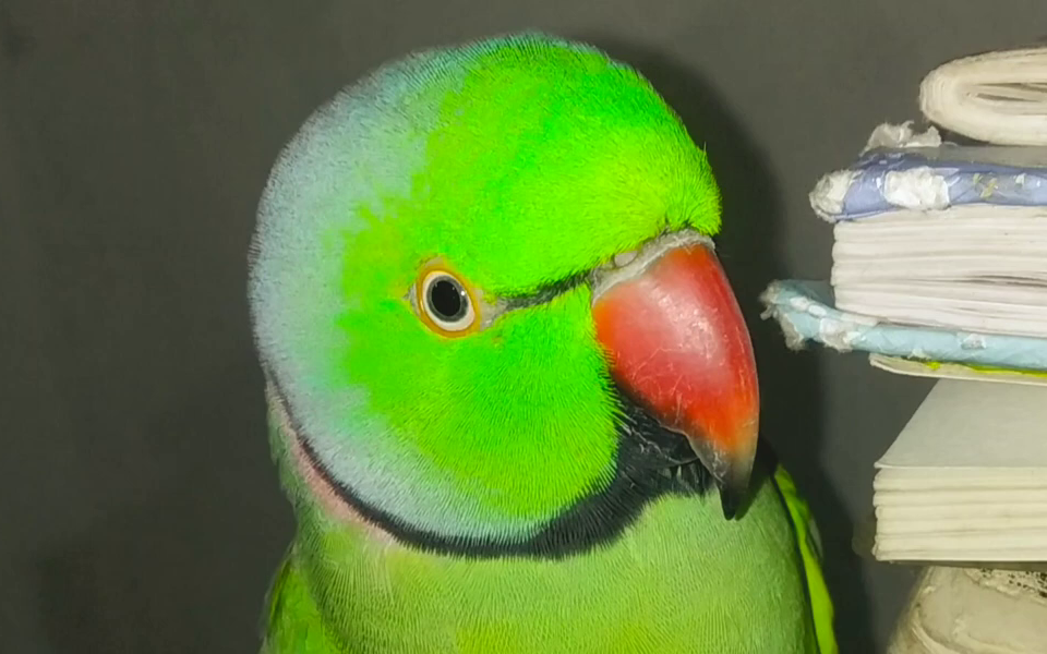 绿月轮鹦鹉图片