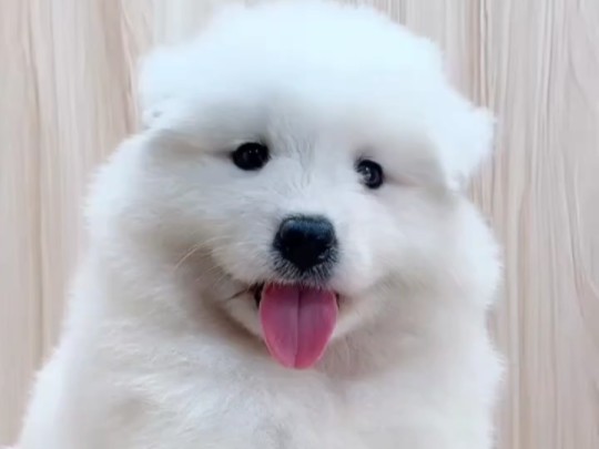 北京哪里卖纯种熊版萨摩耶幼犬有保障纯种萨摩耶幼犬多少钱一只纯种