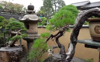 春花园 哔哩哔哩 Bilibili 春花园 哔哩哔哩 Bilibili