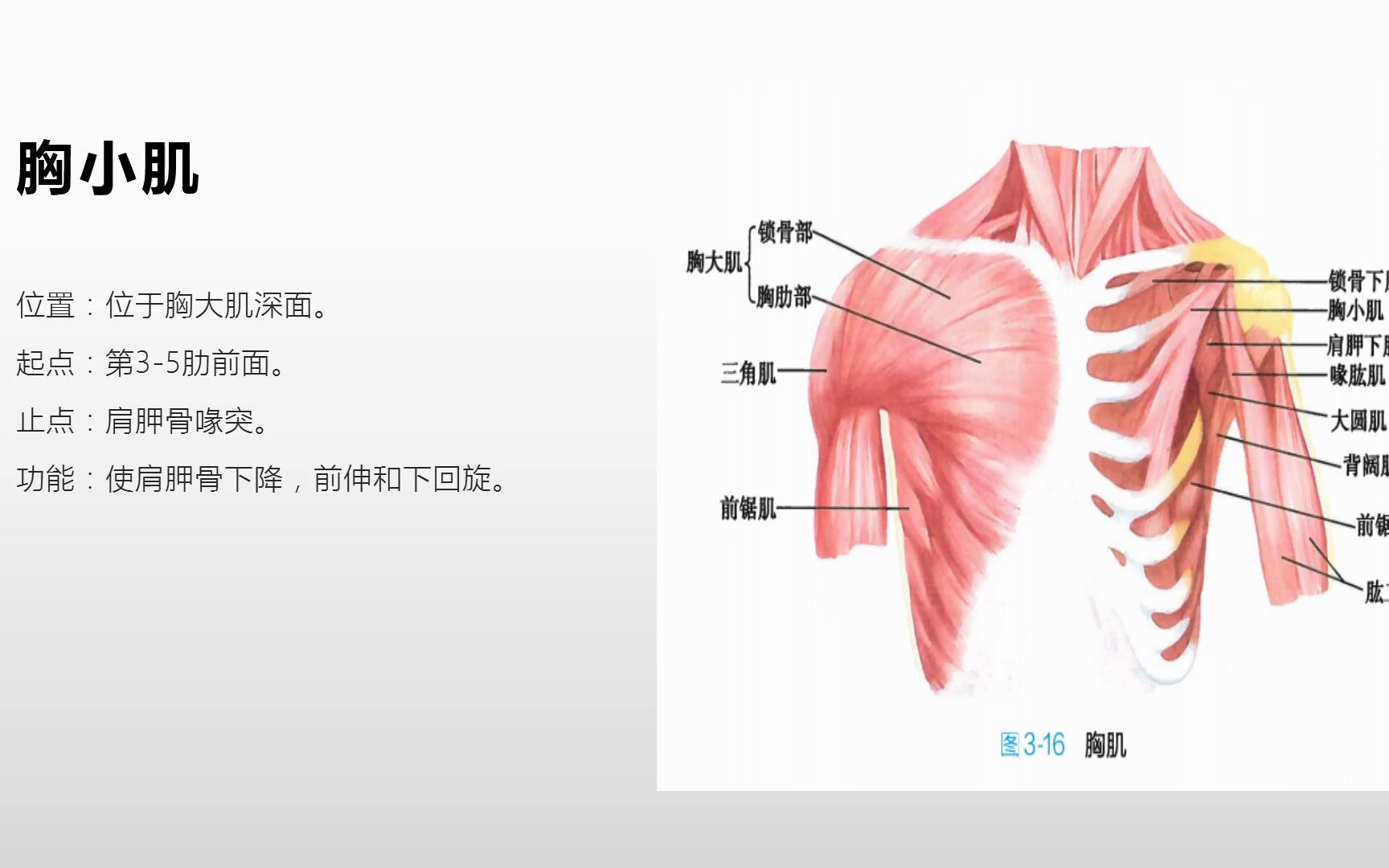 系统解剖学躯干肌之胸肌的胸上肢肌哔哩哔哩bilibili