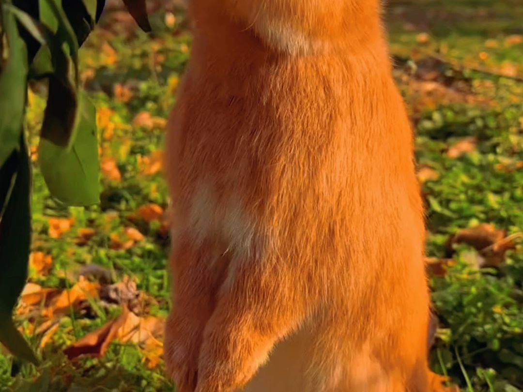 兔子两条腿吗?它尽然站着吃这么久?