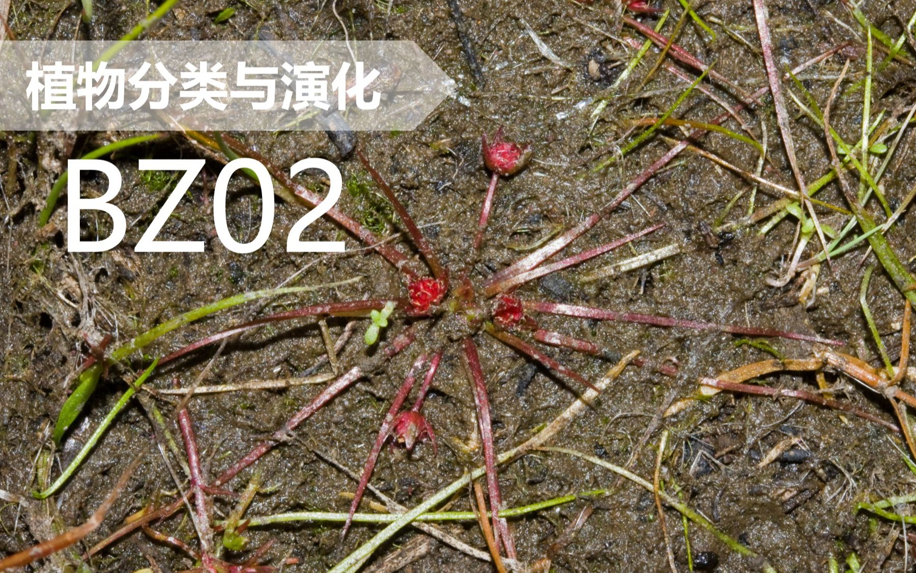 【植物分类与系统发育】BZ02 睡莲目 独蕊草科哔哩哔哩bilibili