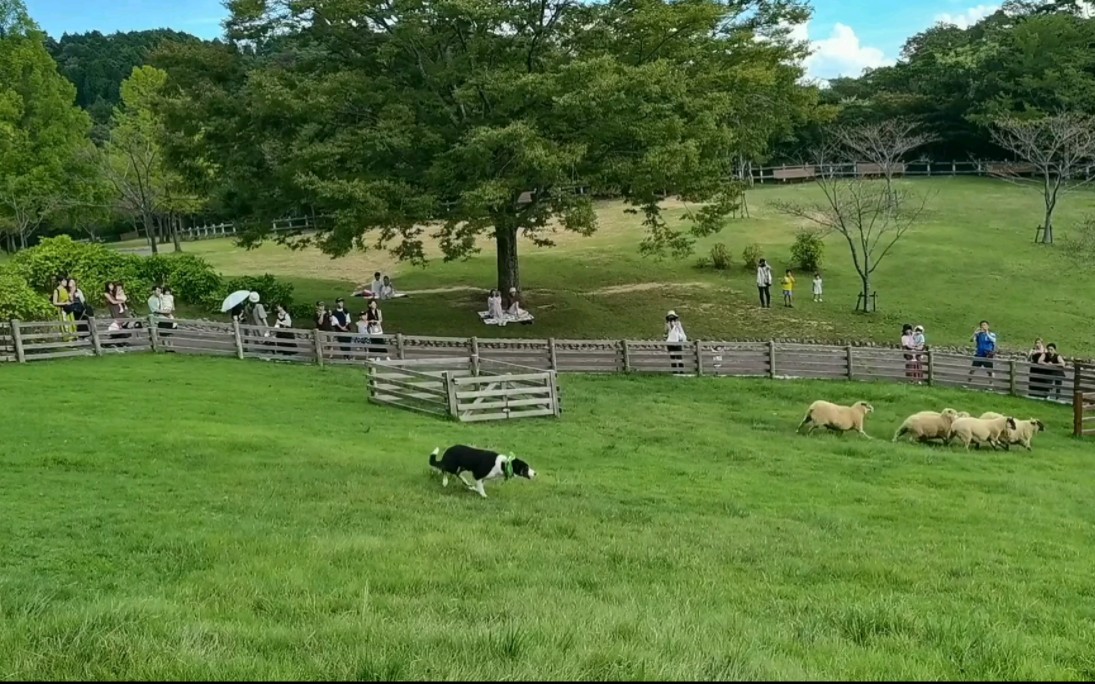 [图]六甲山牧场牧羊犬表演