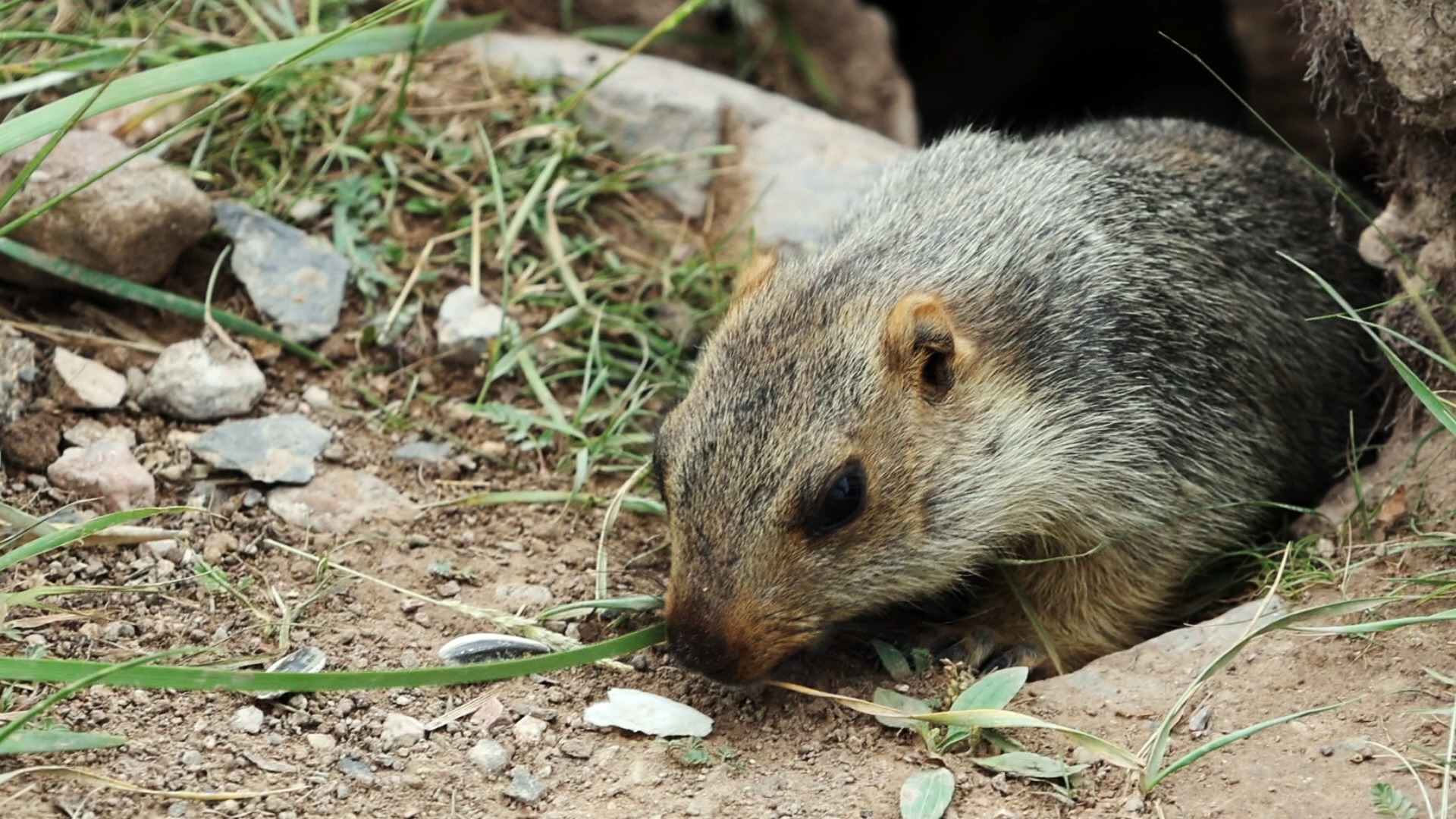 草原上的土拨鼠与人亲近