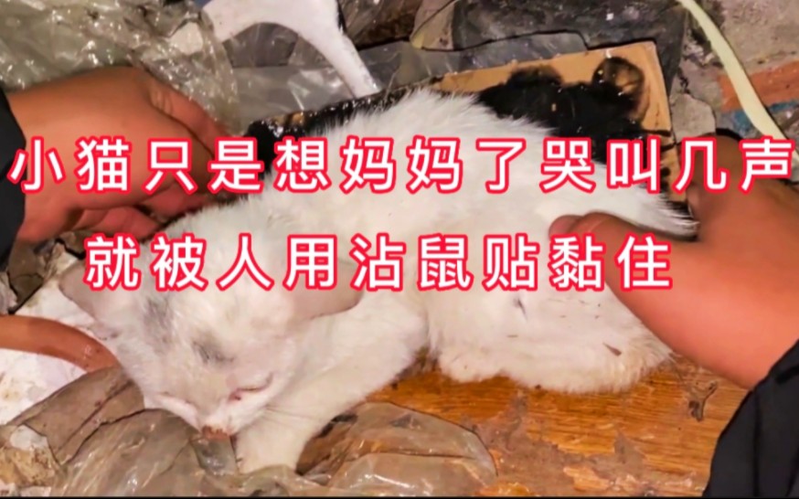 [图]小奶猫想妈妈了每天哭叫几声，就被人用沾鼠贴这样对待