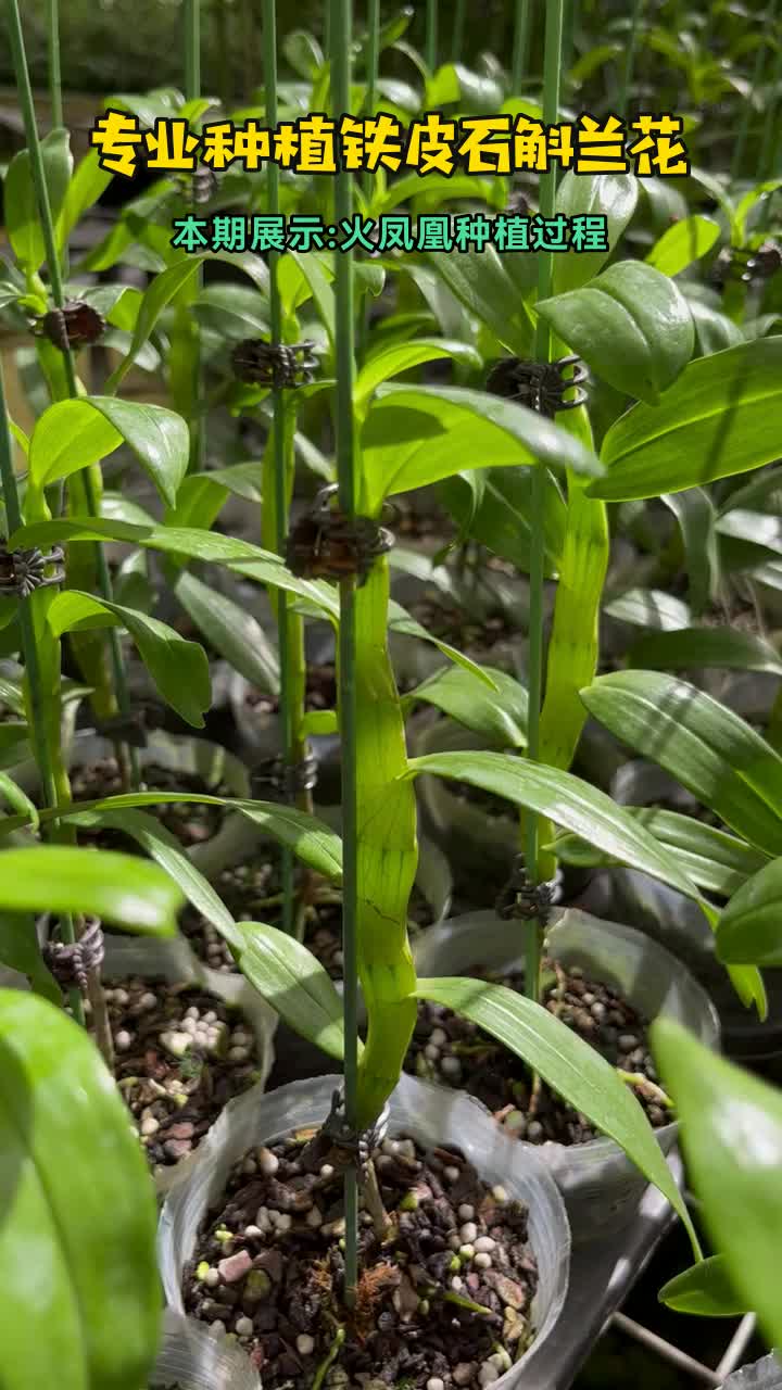 云南杓兰,石斛兰色绚丽多彩