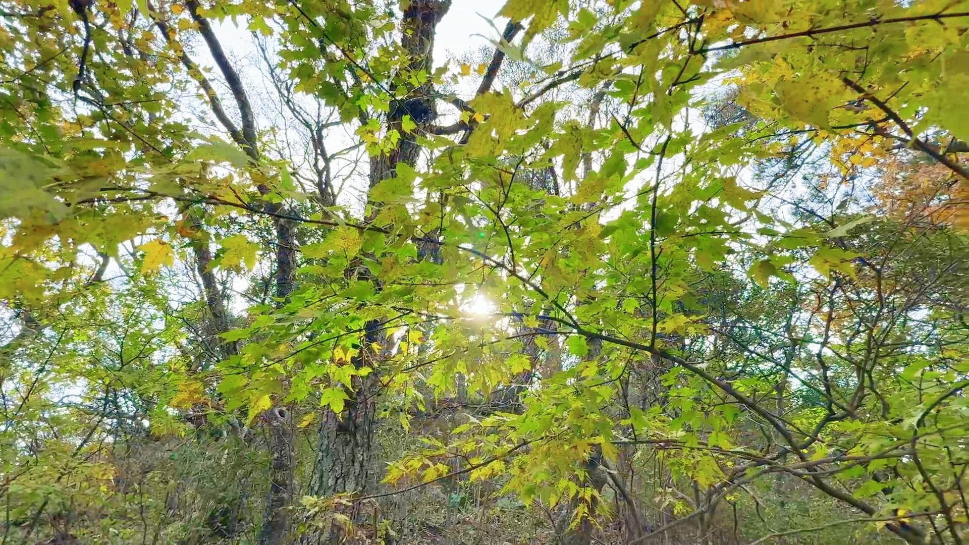 来尧山景区邂逅一场秋日的浪漫盛宴哔哩哔哩bilibili