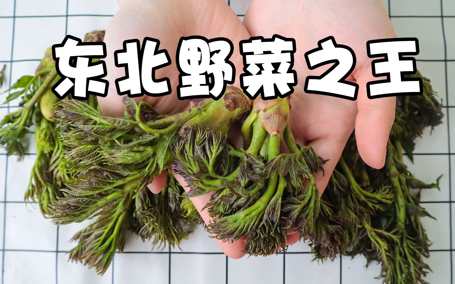 比猪肉还贵的东北"山野菜之王"?一斤就要38元!