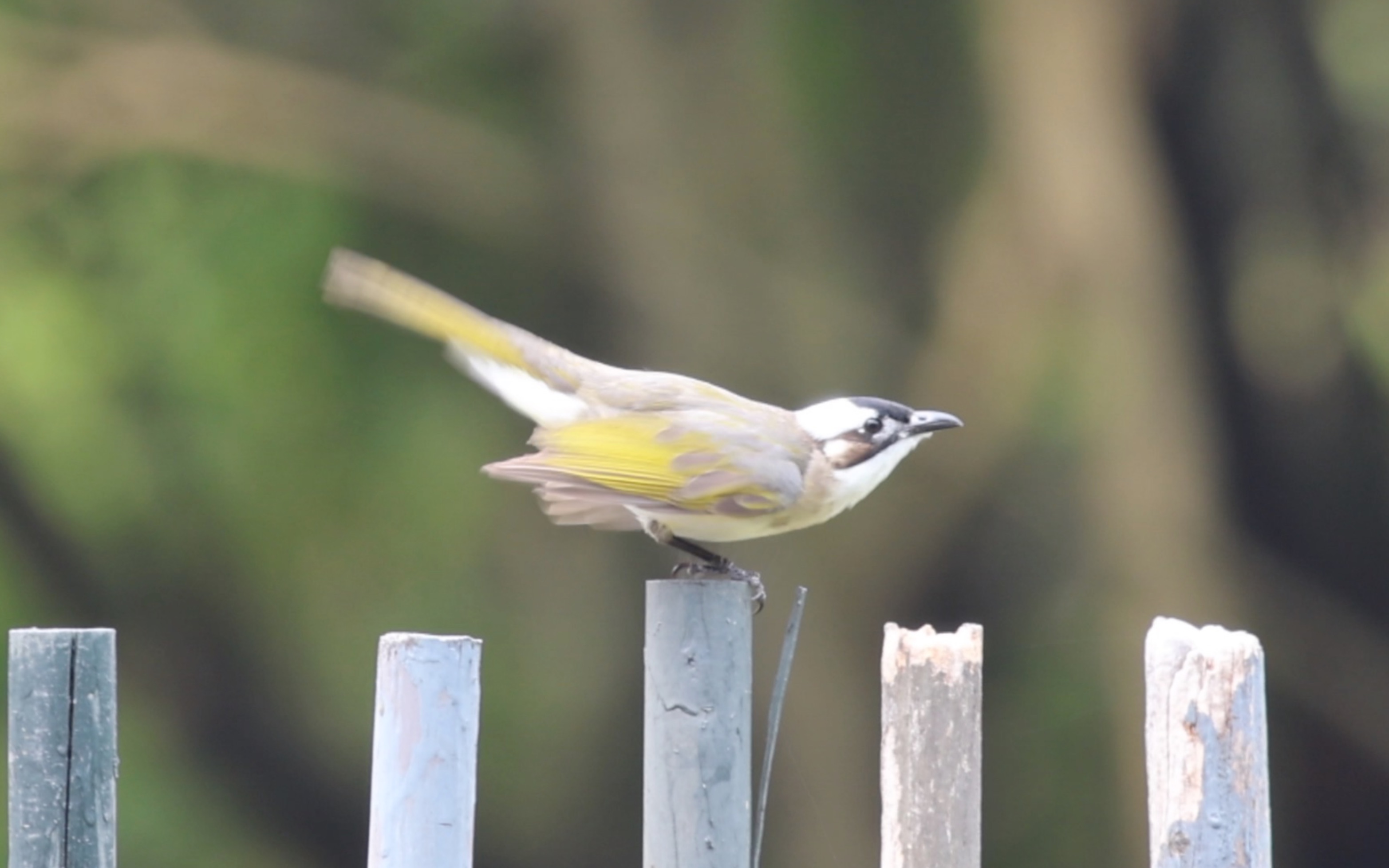 观鸟birding 白头鹎乞食