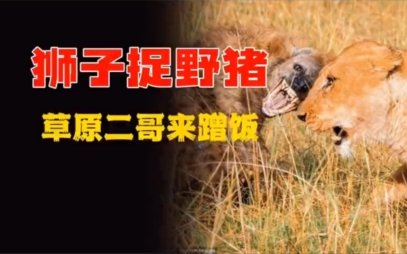 活动作品草原二哥被暴揍