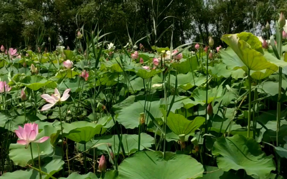 [图]微山湖上花正好