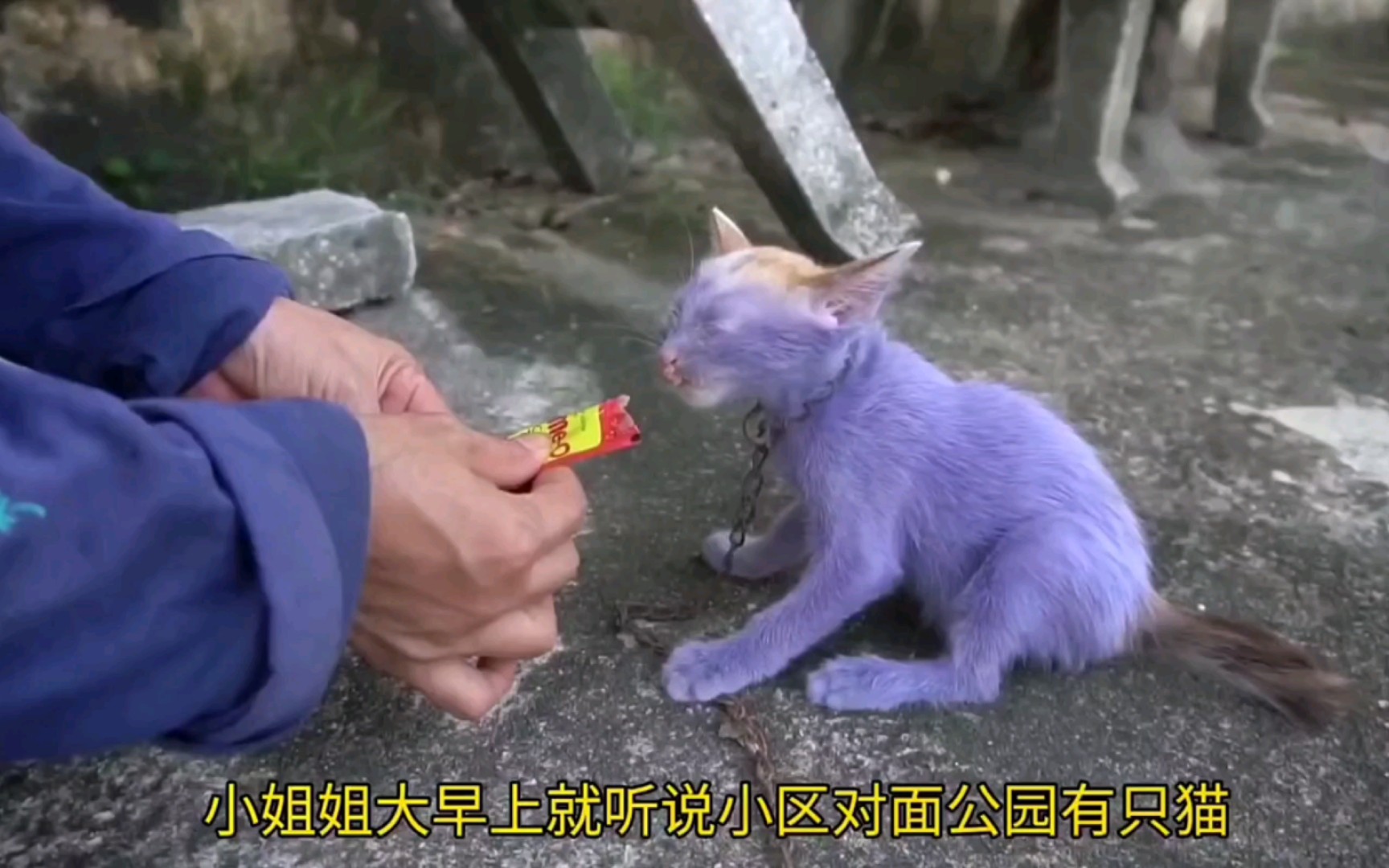 小猫是无辜的#流浪猫#紫色小猫哔哩哔哩bilibili