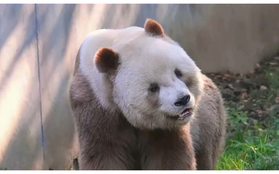 300斤体重 290斤心眼的七仔上线