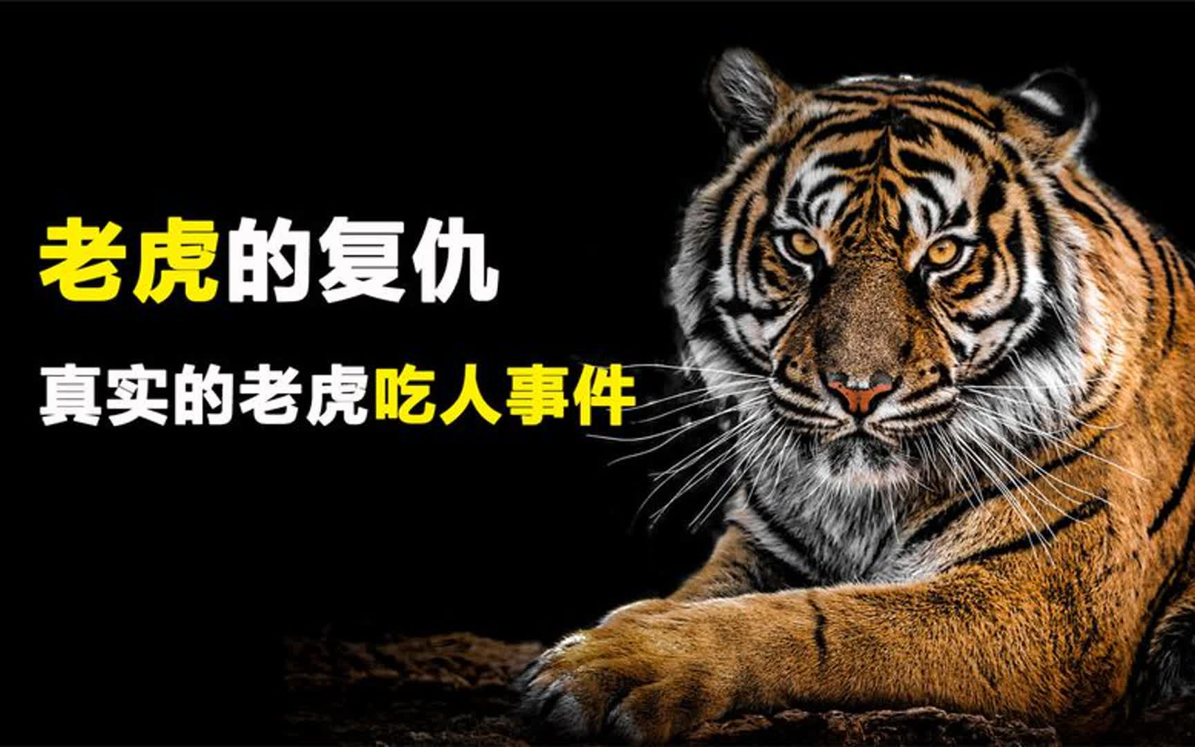【老虎的复仇】真实的西伯利亚虎吃人事件,东北虎的怒吼
