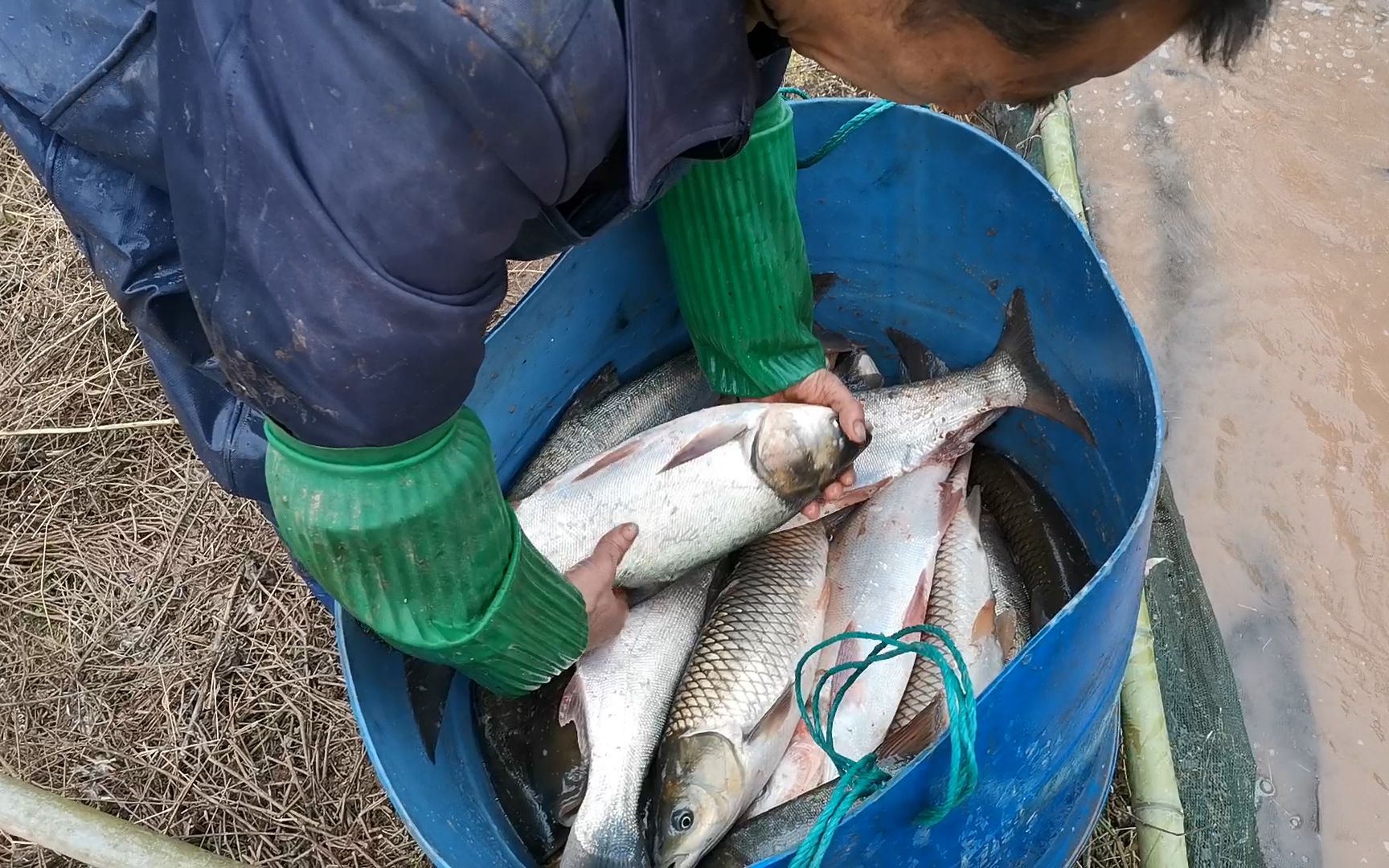 过年了,重庆农村大叔的鱼塘开始网鱼了,四五个人一起捞了真不少
