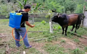 Скачать видео: 养殖户给27头牛驱虫，一头牛吃了敌百虫水，曹哥担心会中毒