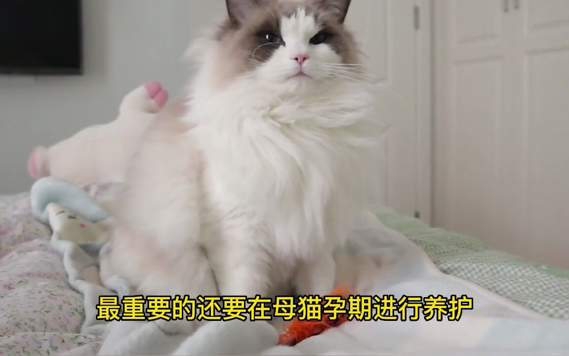 母猫一胎能生几个?哔哩哔哩bilibili